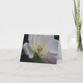 Cartão De Agradecimento White Rose Note Card