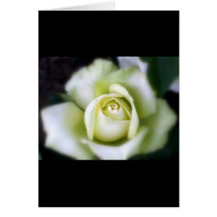 Cartão de Agradecimento White Rose Soft Focus