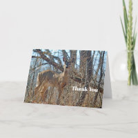Wildlife Deer Woods