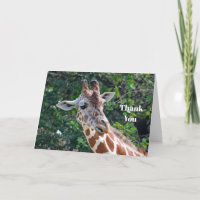 Wildlife Giraffe Retrato Foto
