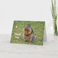 Wildlife Prairie Dog Mammal Foto