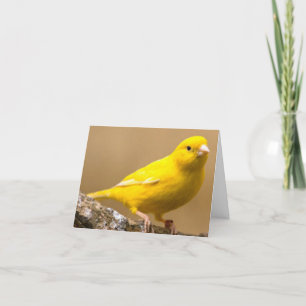 Cartão De Agradecimento Yellow-Canary-Bird-Images