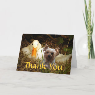 Cartão De Agradecimento Yorkshire Terrier Thank You Card With Duck