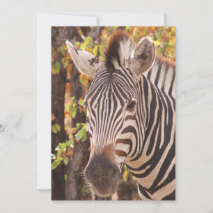 Cartão De Agradecimento zebra listrada se fecha em uma foto da floresta de