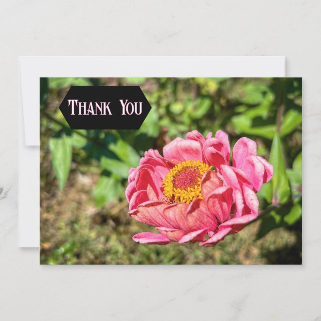 Cartão De Agradecimento Zinnia rosa com centro amarelo (Frente)