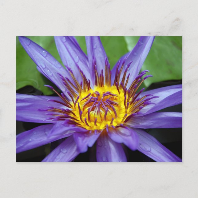 Cartão de água (Frente)