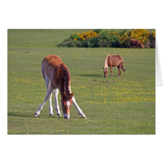 Cartão de alimentação (Frente Horizontal)
