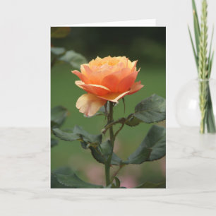 cartão de amizade de pêssego rosa