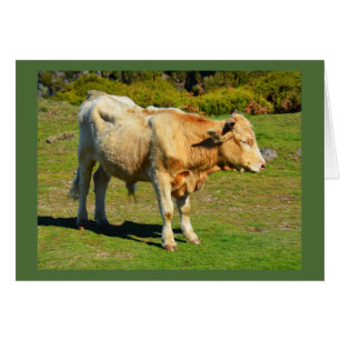 Cartão de animais Bull na Madeira