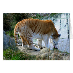 Cartão de animais de tigre indiano