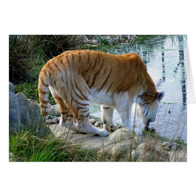Cartão de animais de tigre indiano (Frente Horizontal)