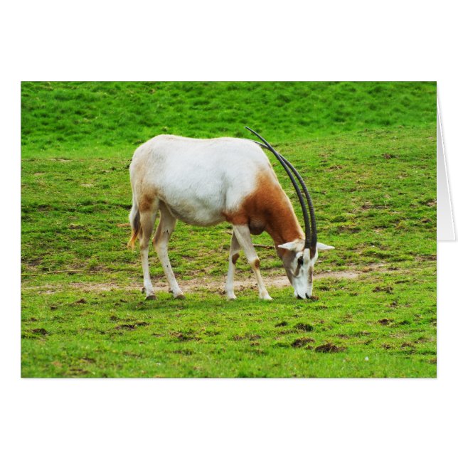 Cartão de animal Scimitar oryx (Frente Horizontal)