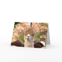 Cartão de Aniversário Alpaca Belle