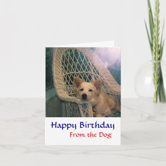 Cartão de Aniversário Border Collie (Frente)