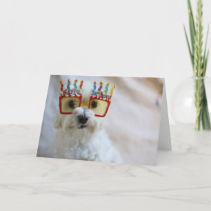 Cartão de Aniversário - Cachorro Engraçado Vestind