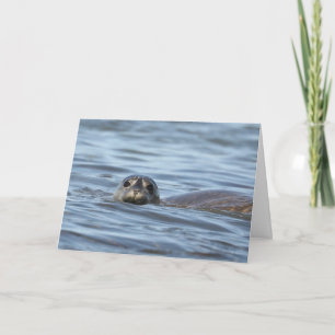 Cartão de aniversário com foca