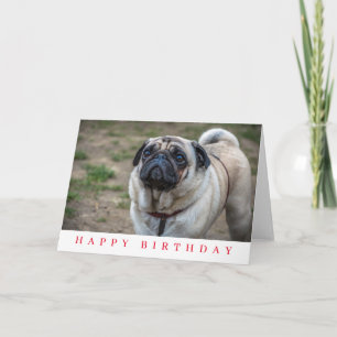 Cartão de aniversário com pug de perto