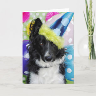 Cartão de Aniversário da Borda Collie