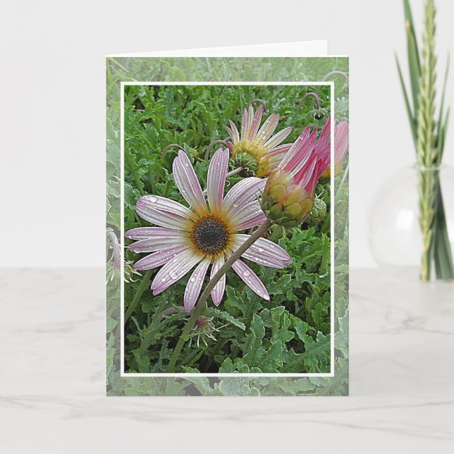 Cartão de Aniversário da Daisy de inverno (Frente)