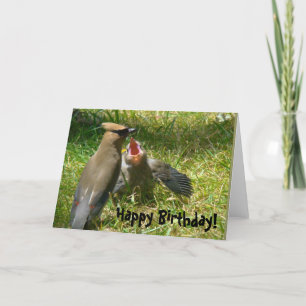 Cartão de Aniversário da Família Cedar Waxwing