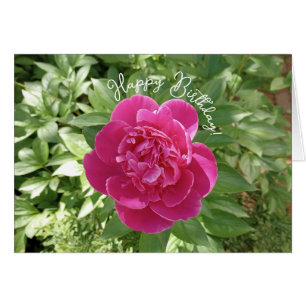 Cartão de Aniversário da Flor de Pênia Rosa Vibran