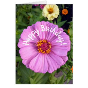Cartão de Aniversário da Flor Zinnia Rosa Elegante
