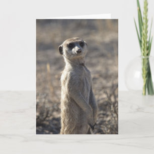 Cartão de Aniversário de 12 Zaphod 5