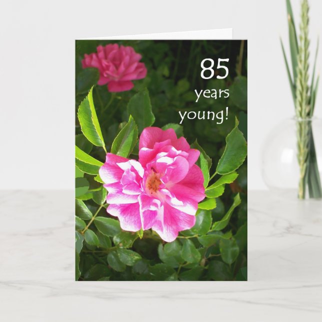 Cartão de Aniversário de 85 anos - Rosas Cor-de-Ro (Frente)