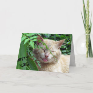 Cartão de aniversário de abraços de Gatinho de bes