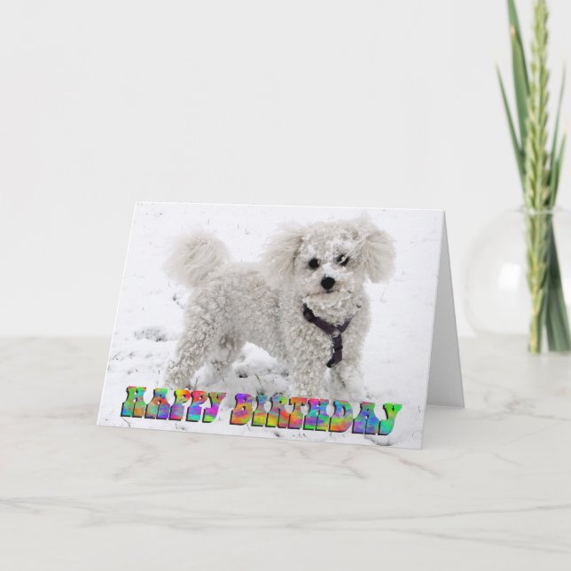 Cartão de aniversário de Bichon Frise (Frente)