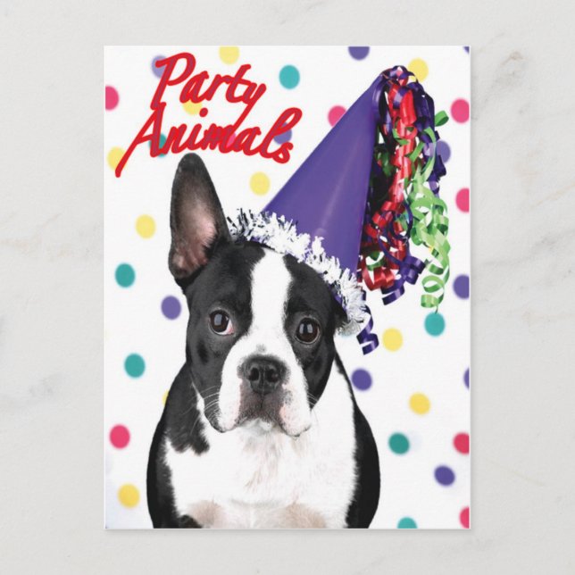 Cartão de Aniversário de Boston Terrier (Frente)