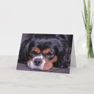 Cartão de aniversário de cachorro King Charles Cav