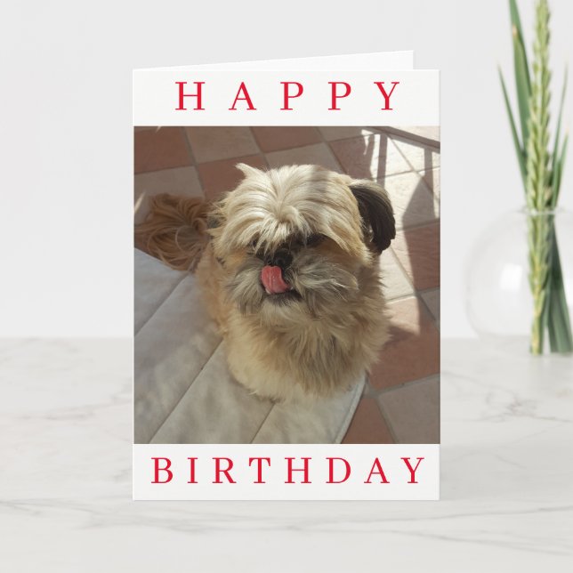 Cartão de aniversário de cão Shih Tzu (Frente)