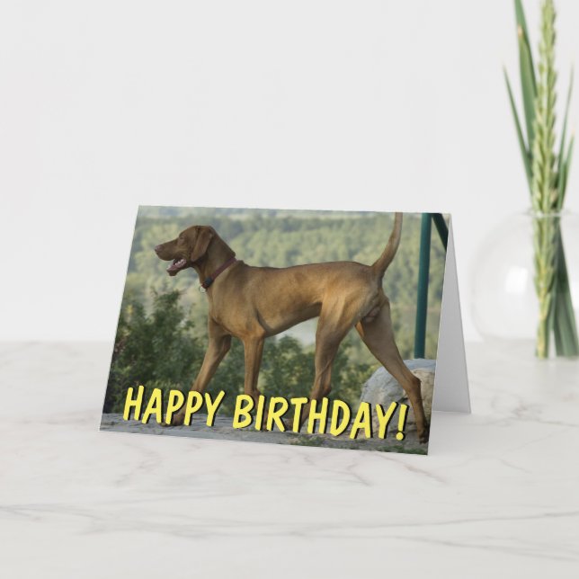 Cartão de aniversário de cão Vizsla (Frente)