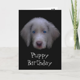 Cartão de Aniversário De Cãozinho De Olho Azul