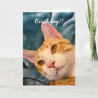 Cartão de Aniversário de Cat