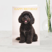 Cartão de Aniversário de Cockapoo com Design Minim