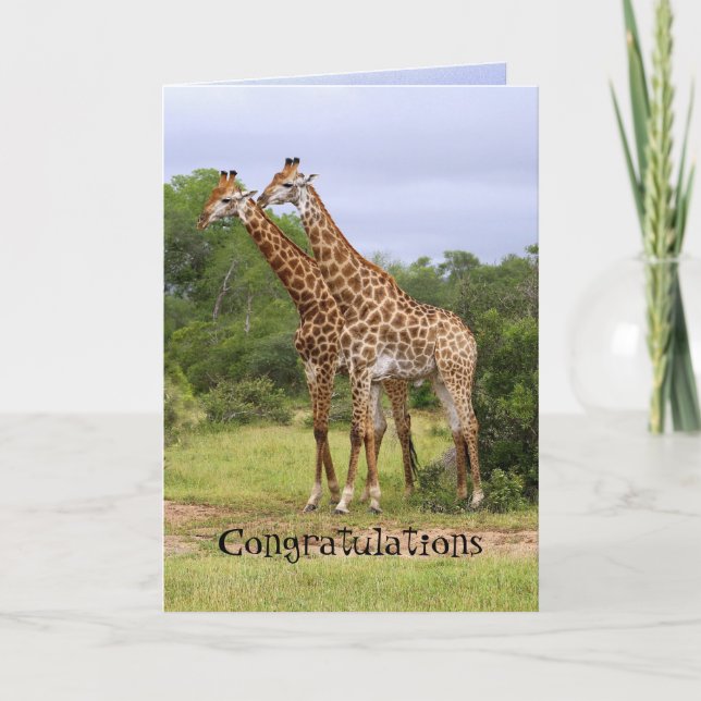 Cartão de Aniversário de Congratulações Girafas (Frente)
