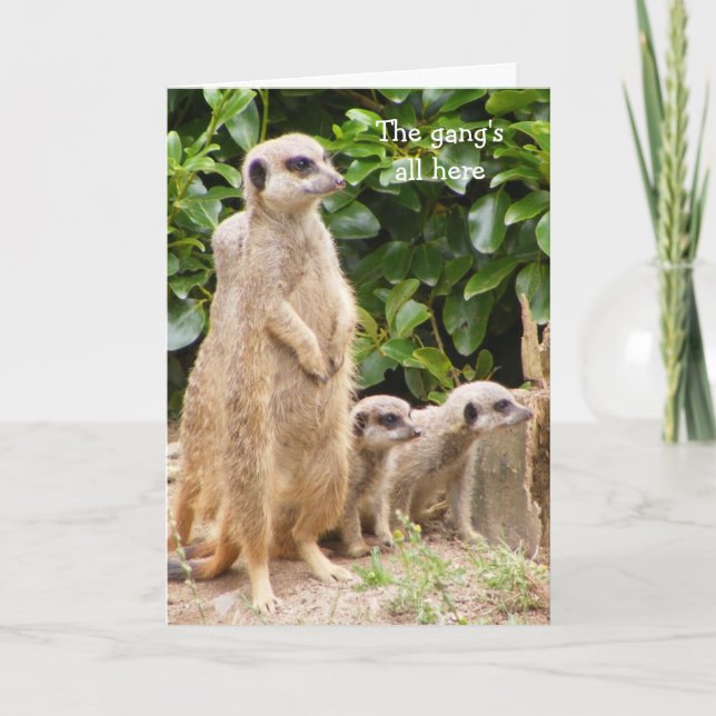 Cartão de aniversário de gangue Meerkat (Frente)