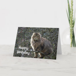 Cartão de Aniversário de Gato de Cabelo Longo