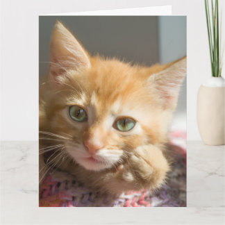 CARTÃO DE ANIVERSÁRIO DE GATO LARANJA