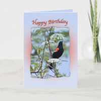 Cartão de Aniversário de Pássaro Negro de asa verm