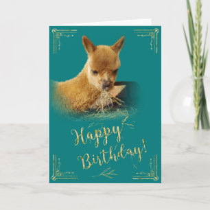 Cartão de Aniversário de Teal Alpaca Dourado Hay