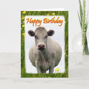 Cartão de aniversário de vaca branca