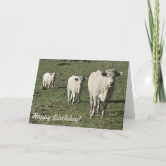 Cartão de aniversário de vacas e vitelos