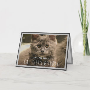Cartão de Aniversário Divertido de Gatinho Cinza S