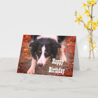 Cartão de Aniversário do Cão-de-Leitura-Collie