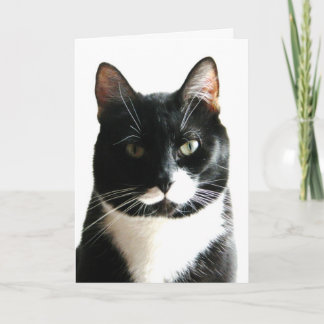 Cartão de Aniversário do Cat Stare Down