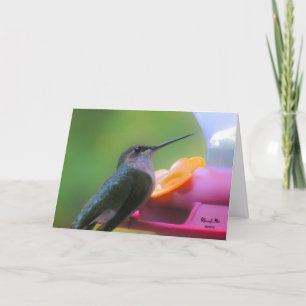 Cartão de aniversário do colibri