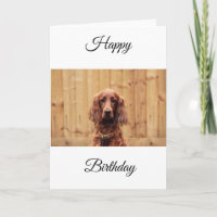 Cartão de Aniversário do Irish Red Setter